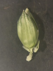 Urochloa plantaginea