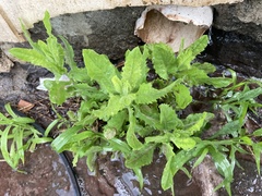 Dittrichia viscosa
