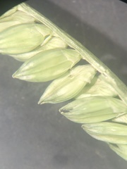 Urochloa plantaginea