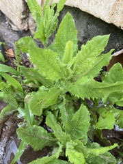 Dittrichia viscosa