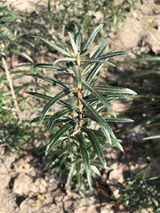 Hippophae rhamnoides
