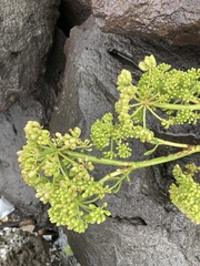 Crithmum maritimum