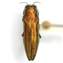 Agrilus sapindi