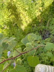 Pavonia lasiopetala