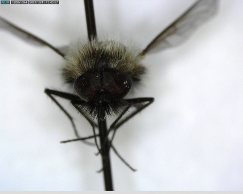 iNaturalist observation photo of Conophorus