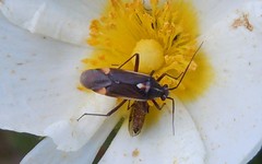 Capsodes
