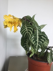 Aphelandra squarrosa