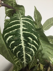 Aphelandra squarrosa