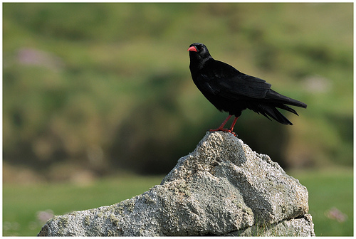 Foto de Red-billed Chough