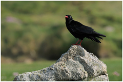 Red-Billed Chough photo 2