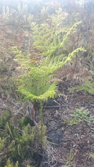 Pteridium aquilinum decompositum
