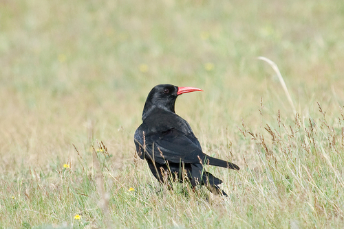 Red-billed Chough