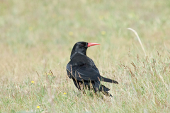 Red-Billed Chough photo 4
