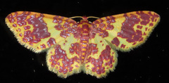Eois escamata