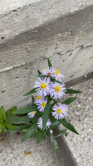 Symphyotrichum