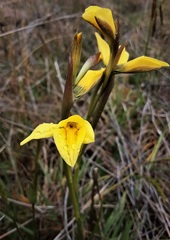 Diuris behrii