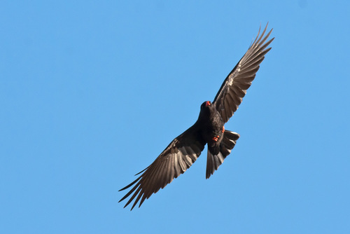 Red-billed Chough