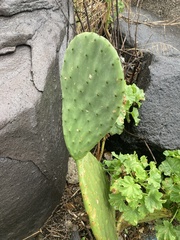 Opuntia ficus-indica