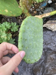 Opuntia ficus-indica