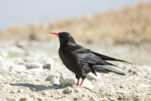 Red-billed Chough
