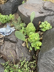 Opuntia ficus-indica