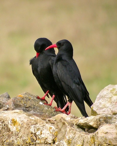 Red-billed Chough