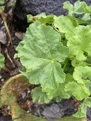 Magnoliopsida