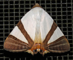 Eulepidotis rectimargo