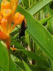 Leptoscelis conspicuus