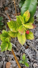 Vaccinium dentatum