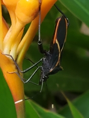 Leptoscelis conspicuus