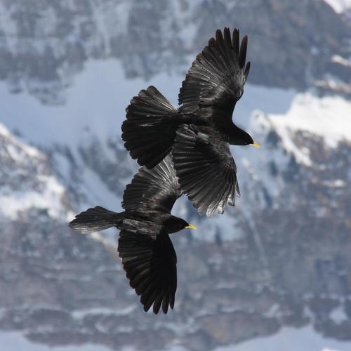 Yellow-billed Chough