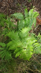 Cibotium glaucum