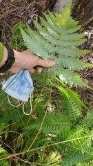 Cibotium glaucum