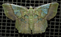 Neagathia corruptata