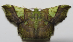 Neagathia corruptata