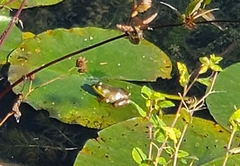 Lithobates catesbeianus