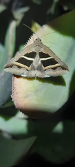 Grammodes bifasciata