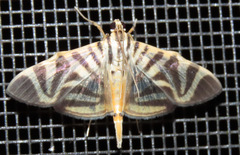 Spilomela perspicata