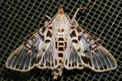 Azochis