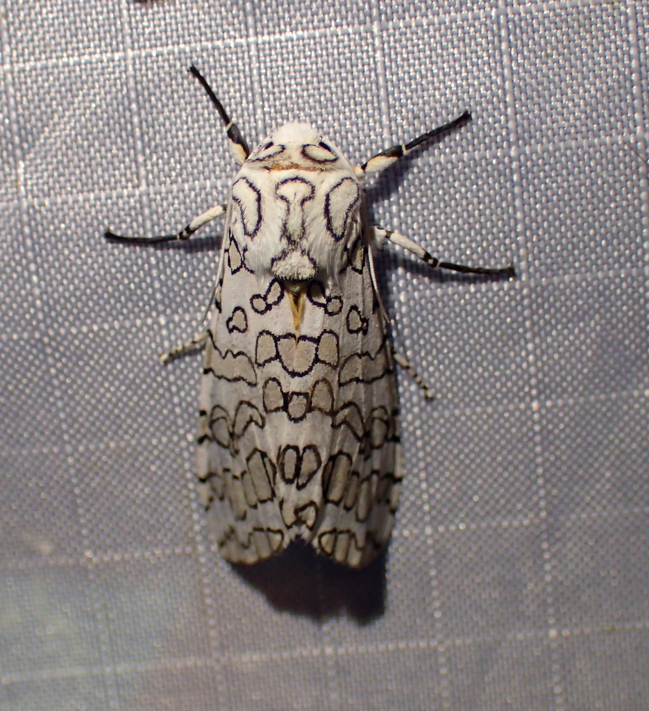 Stictocompe oslari