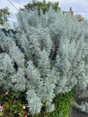Artemisia arborescens
