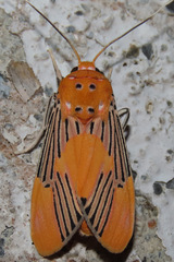 Lepidokirbyia venigera