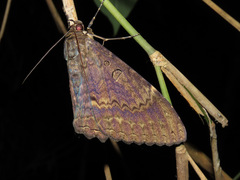 Feigeria scops