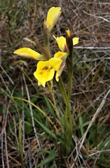 Diuris behrii