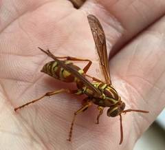 Polistes apachus