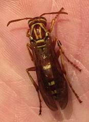 Polistes apachus