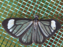 Monocreaga pheloides