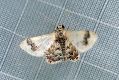 Idaea asceta
