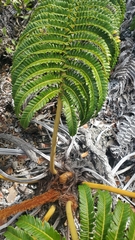 Sadleria